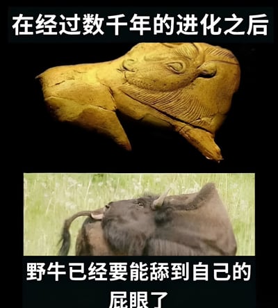 一张对比梗图，上方为黄色石刻野牛头部，线条古朴，下方是真实野牛在草地上仰头舔舐自己肛门的照片。配文“在经过数千年的进化之后 野牛已经要能舔到自己的屁眼了”，以幽默夸张的方式调侃所谓“进化成果”。