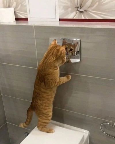 照片中，一只橘色虎斑猫正站在浴室的白色马桶盖上，用两只前爪扒着墙壁上的小镜子，专注地凝视着镜中的自己。背景是灰色的瓷砖墙面，上方有带有花纹的装饰和一卷卫生纸，整体场景充满生活气息，猫咪的好奇行为显得十分可爱。