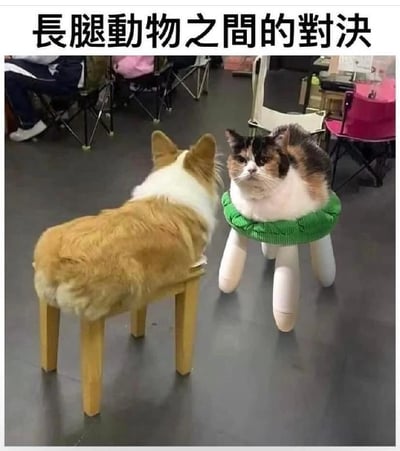 图片展示了一场幽默的"长腿动物对决"。左侧是一只柯基犬坐在高脚木凳上，右侧是一只三花猫坐在带有白色长腿支撑物的绿色坐垫上。两只动物本身腿都比较短，通过坐在有长腿的物体上，形成了有趣的反差萌效果。背景中可以看到一些折叠椅和模糊的人影，应该是在室内公共场所拍摄。