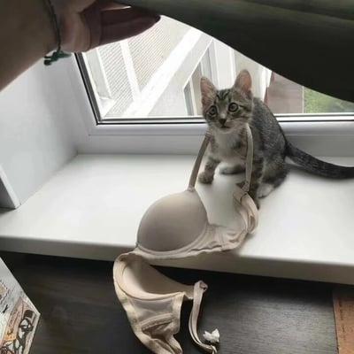一只灰白相间的小奶猫坐在窗台上，前爪旁散落着一件被撕碎的米色内衣，内衣肩带还挂在小猫的前腿上。一只戴着绿色手链的手正从上方掀开衣物，似乎刚发现小猫的“杰作”。小猫睁着圆溜溜的大眼睛，表情无辜又茫然，仿佛在说“不是我干的”。窗外的光线照亮了整个场景，窗台上还能看到一本翻开的杂志一角。