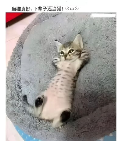 图片中一只灰白相间的猫正仰躺在灰色圆形毛绒猫窝里，四肢自然伸展，头部微微抬起，眼睛睁大看向镜头，表情显得十分放松惬意。图片顶部配有文字“当猫真好，下辈子还当猫！(๑•̀ㅂ•́)و✧”，表达了对猫咪悠闲舒适生活状态的羡慕之情。整体画面温馨治愈，展现了宠物猫无忧无虑的日常。