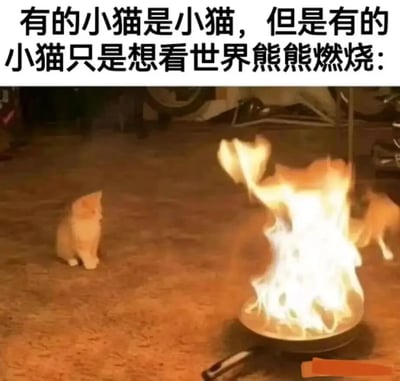 图片上方配有文字'有的小猫是小猫，但是有的小猫只是想看世界熊熊燃烧：'，下方是一张实拍照片。左侧一只橘猫安静地蹲坐在地面上，表情平静；右侧另一只橘猫靠近一个正在熊熊燃烧的平底锅，火焰旺盛，形成鲜明对比，幽默地表现出不同猫咪的性格反差，暗讽部分个体与众不同的冒险或破坏倾向。