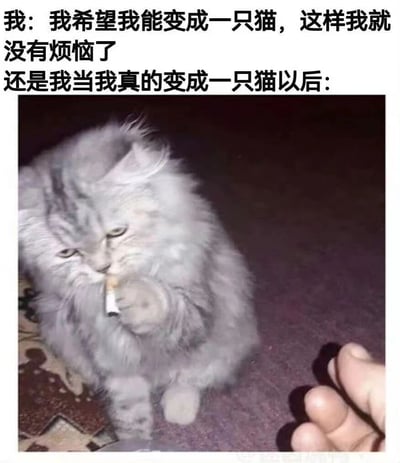 这是一张幽默梗图，上方配有文字“我：我希望我能变成一只猫，这样我就没有烦恼了 还是我当我真的变成一只猫以后：”，下方是一张图片。图片中是一只毛茸茸的灰色猫咪，它表情忧郁，正用爪子夹着一根香烟，眼神中透露出与文字描述形成反差的烦恼。右下角还有一只人类的手，似乎在与猫咪互动。图片通过将人类烦恼与猫咪拟人化行为结合，制造出“即使变成猫也依然会有烦恼”的幽默效果，反映了人们对简单生活的向往与现实中烦恼不可避免的矛盾。