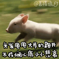 小猪甩头奔跑表情包