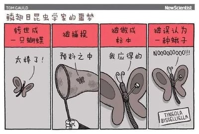 四格连环漫画描绘鳞翅目昆虫学家转世为蝴蝶后的“噩梦”：第一格中蝴蝶开心地说“太棒了！”；第二格被捕虫网捕捉，淡定表示“预料之中”；第三格被制成标本，坦然道“我应得的”；第四格因标签被误认作“衣蛾（TINEOLA BISSELLIELLA）”而崩溃大喊“NOOOOOOOOO!!!”。通过昆虫学家最在意的分类学错误制造讽刺幽默，展现专业身份被否定的终极打击。