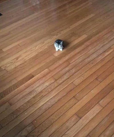 图片中央是一只灰白相间的小奶猫，正蹲坐在浅色木地板上。小猫体型小巧，毛发柔软，低头专注于地面，周围是大面积的木质地板纹理，整体画面温馨治愈，突出了小奶猫的可爱与娇小。