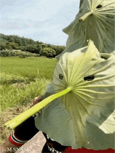 在户外乡村田野场景中，一位人士将两片宽大的植物叶片（类似芋叶或荷叶）套在头上，叶片上的天然孔洞恰好对准眼睛位置，形成了趣味十足的自制“叶子面具”效果，仿佛化身成了“叶子怪人”，充满了野外玩耍的轻松搞怪感，背景是绿油油的农田与远处的树林，整体氛围十分欢乐接地气。