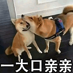 柴犬互相亲亲的温馨瞬间