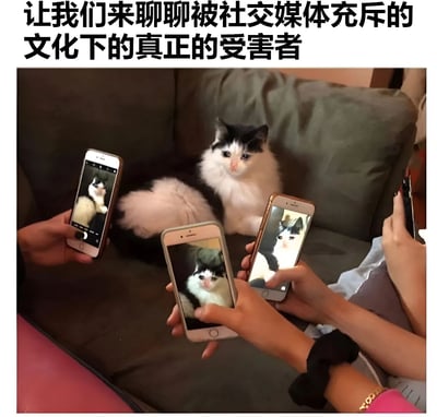 图片上方配有文字“让我们来聊聊被社交媒体充斥的文化下的真正的受害者”，下方是一只黑白相间的猫坐在灰色沙发上，周围有多只手拿着智能手机对着它拍照，手机屏幕上显示的都是这只猫的照片。猫咪表情平静中略带一丝无奈，整体画面通过幽默的方式讽刺了社交媒体时代人们过度拍照分享的现象，暗示猫咪成为了这种文化下的“受害者”。