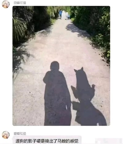 这是一张社交媒体用户分享的趣味生活截图，发布者为“昏睡红猪”。截图上方是户外实拍画面：一条两侧被绿植覆盖的小路，远处有行人行走，近处地面在阳光照射下投射出一个人和一只狗的影子，由于光线角度的巧合，狗的影子形态酷似马的头部与上半身，和旁边人的影子组合后，视觉效果与动漫中“马娘”（人马结合的拟人角色）十分相似。截图下方是发布者配的文字：“遛狗的影子硬是搞出了马娘的感觉”，用调侃的语气点明这个光影巧合带来的趣味效果，将日常遛狗的普通场景通过光影变化转化为带有动漫梗的趣味画面，充满生活趣味性。