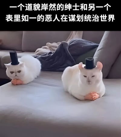 图片中两只白色猫咪趴在灰色沙发上，均戴着黑色小礼帽，前爪被P成人类双手并合十，姿态一本正经。上方配有文字“一个道貌岸然的绅士和另一个表里如一的恶人在谋划统治世界”，通过猫咪的可爱外形与“密谋统治世界”的严肃文案形成反差萌，营造出幽默搞笑的效果。