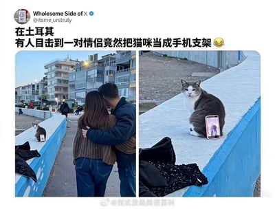这是一张左右拼接的对比图，整体为社交媒体发布的趣味内容：左图展现土耳其一处滨海步道的远景，一对背对镜头的情侣相互拥抱，他们前方的蓝色护栏台面上坐着一只灰白相间的猫咪，猫咪身前靠放着一部手机，正在拍摄情侣的合影；右图是猫咪和手机的特写，能清晰看到手机屏幕里正显示着这对相拥情侣的拍摄画面，猫咪表情淡定，仿佛被临时征用做了手机支架，画面搞笑有创意。