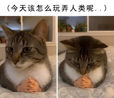 这是一张左右对比的搞笑图片，展示了一只虎斑猫被P上了人类的双手。上方配有文字“（今天该怎么玩弄人类呢...）”。左侧图片中，猫咪表情严肃，耳朵竖起，眼神锐利，双手合十放在胸前，仿佛在认真思考。右侧图片中，猫咪低下头，耳朵耷拉，继续保持双手合十的姿势，像是在深入谋划。通过将猫咪拟人化，赋予其人类的思考姿态和整蛊心理，营造出幽默效果。