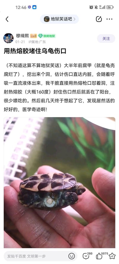 这是百度贴吧「地狱笑话吧」的一篇用户原创帖子，楼主分享了自己处理乌龟腐甲伤口的荒诞经历：大半年前乌龟龟壳腐甲形成深洞，疑似直达内脏，楼主竟用160度的热熔胶直接注射封住伤口，之后将乌龟丢在阳台很少喂食，时隔多日想起乌龟后，发现它依然存活，楼主戏称这是“医学奇迹”。帖子附带了实拍图，图中乌龟被托在手心，腹部伤口处有明显的热熔胶痕迹。内容充满荒诞感，用极不专业甚至残忍的方式处理宠物伤口，却出现意外存活的结果，形成地狱笑话式的反差效果。