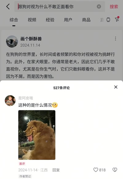 这是一张竖屏格式的社交媒体截图，顶部搜索栏显示搜索关键词为“跟狗对视为什么不敢正面看你”。用户“画个酥酥兽”于2024年11月14日发布科普内容，说明在狗狗的社交逻辑里，长时间或频繁对视属于挑衅行为，家犬将人类视为领导者，生气时狗狗不敢直视人类是出于害怕而非不屑。下方评论区中，用户“是阿皮哦”发布首评，配一张夜晚户外的金毛犬照片，金毛侧头吐舌，眼神斜向一侧，配文“这种的是什么情况😳”，该评论获得818个赞，且被原作者点赞，形成关于狗狗特殊行为的互动提问。