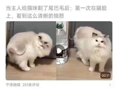 图片为左右对比图，左侧画面中一只长毛猫正低头盯着自己被剃掉毛发的尾巴，表情似乎带着困惑与不满；右侧画面中猫咪转过身，正直勾勾地盯着前方，眼神中充满了明显的愤怒，脸部表情严肃，胡须紧绷。上方配文“当主人给猫咪剃了尾巴毛后：第一次在猫脸上，看到这么清晰的愤怒”，生动地描述了猫咪因尾巴毛发被剃而产生的强烈情绪反应，整体场景幽默有趣，展现了宠物的可爱瞬间。