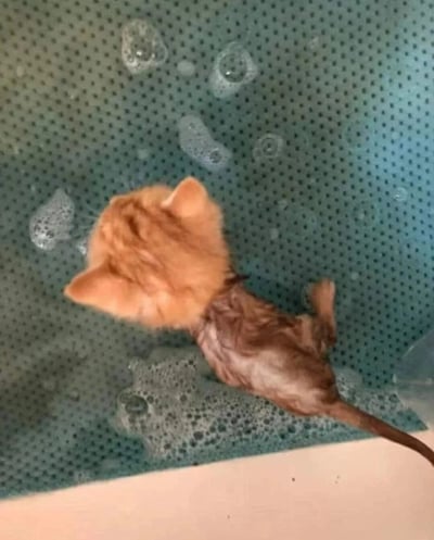 一只小橘猫正在蓝色的浴缸里洗澡，水面漂浮着许多白色的泡泡。小猫浑身湿透，毛发紧贴身体，正抬头向上看，露出两只毛茸茸的耳朵。浴缸底部铺着带有小孔的防滑垫，整体画面可爱又温馨。