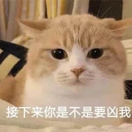 橘白猫无辜眼神：接下来你是不是要凶我