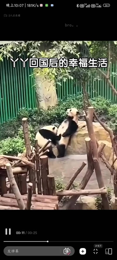 视频截图中展示了两只熊猫在充满绿植的 enclosure 内活动的场景，背景有绿色围栏、树木和岩石。一只熊猫正攀爬在岩石上，另一只在其下方似乎与之互动，周围散落着原木等设施，整体环境自然舒适。画面上方文字标注“丫丫回国后的幸福生活”，体现出熊猫回国后惬意的生活状态。
