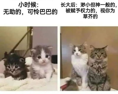 这是一张左右对比的猫咪梗图，通过两张猫咪照片的对比来幽默地表现成长过程中的角色转变。左边是两只可爱的小猫，配文'小时候：无助的，可怜巴巴的'；右边是两只表情严肃的成年猫，配文'长大后：渺小但神一般的，被赋予权力的，视你为草芥的'。这种对比形成了强烈的反差萌，用猫咪的形象生动地诠释了人们对成长过程中权力关系变化的感受。