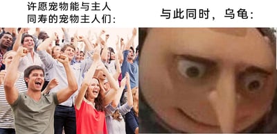 这是一张左右对比的多图拼接梗图，左侧是一群情绪高涨、高举双手欢呼的人群，上方配文“许愿宠物能与主人同寿的宠物主人们：”，生动表现出宠物主人们渴望与自己的宠物相伴一生，实现“同寿”愿望时的兴奋与期待；右侧是动画《神偷奶爸》中的角色格鲁的脸部特写，他瞪大双眼，嘴角上扬，表情戏谑又带着一丝幸灾乐祸，上方配文“与此同时，乌龟：”。该梗图利用乌龟本身远长于人类的寿命这一特点制造反差：当主人许愿和宠物同寿时，对于乌龟而言，这意味着它要陪伴主人度过漫长的岁月，或者说主人的这个愿望反而让乌龟陷入了“超长陪伴”的处境，用格鲁的搞笑表情来具象化乌龟的这种特殊心态，形成幽默效果，戳中宠物爱好者的笑点。