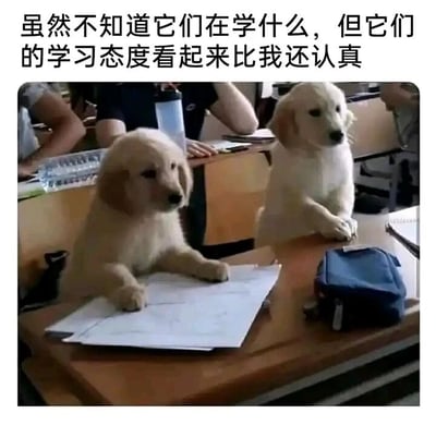 这是一张文字加注的静态实拍图，画面展现了教室场景，两只可爱的金毛幼犬分别趴在两张课桌上，前爪搭在桌面，其中一只的前爪还放在纸上，神态专注，仿佛和周围的人一样在认真听课。图片上方配有文字“虽然不知道它们在学什么，但它们的学习态度看起来比我还认真”，以拟人化的方式调侃小狗的姿态如同认真学习的学生，同时也带着对自身学习态度的自嘲，容易引发有学习、上学经历的人的共鸣，用可爱的宠物形象消解学习的疲惫感。背景中能看到其他坐在课桌前的人，进一步强化了教室的场景氛围。