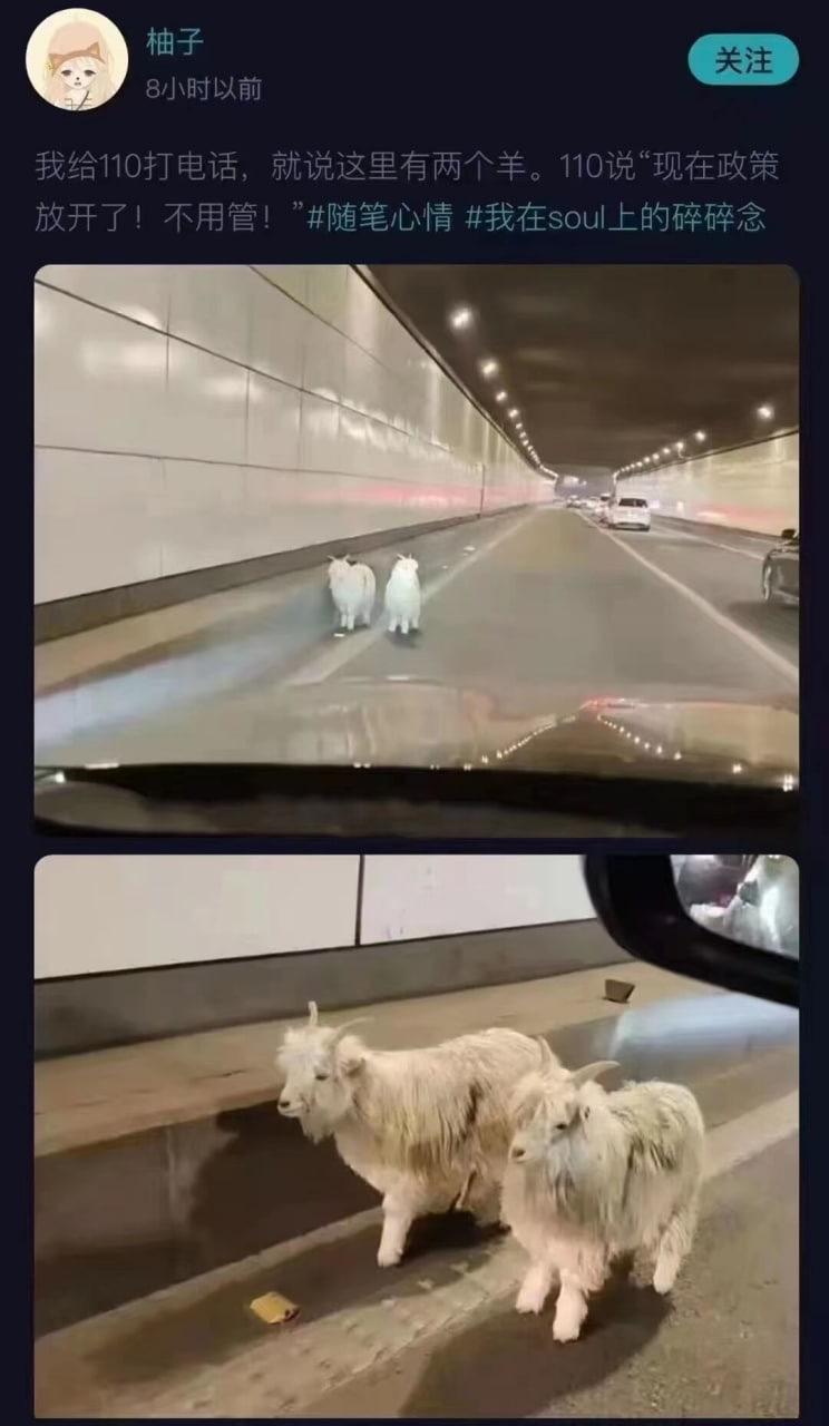 山羊