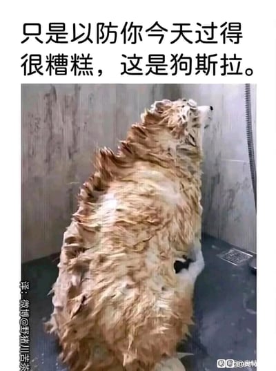 这是一张用于安慰心情糟糕人群的趣味梗图，顶部配有文字“只是以防你今天过得很糟糕，这是狗斯拉。”，图中主体是一只在淋浴间洗澡的狗狗，被水流冲刷的毛发全部竖直起来，背部的毛发形态神似怪兽哥斯拉的背鳍，因此被调侃为“狗斯拉”，用宠物这种可爱又搞笑的画面，给人带来轻松治愈的感觉，缓解糟糕的情绪。