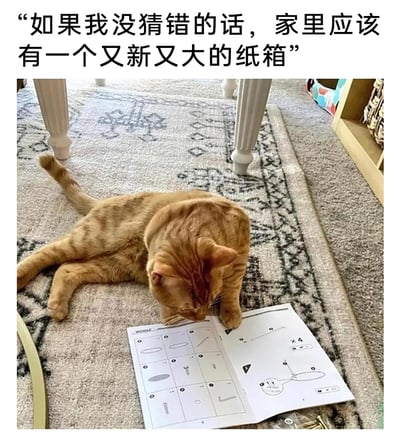 这是一张充满趣味的萌宠实拍静态图，画面主体是一只橘色狸花猫，它侧躺在带有复古花纹的地毯上，两只前爪按在一份摊开的家具组装说明书上，低头凑近，神态专注，仿佛在仔细研读说明书内容。图片顶部配有文字“如果我没猜错的话，家里应该有一个又新又大的纸箱”，结合猫咪天生喜爱钻纸箱的习性，将猫咪的动作拟人化，营造出猫咪通过组装说明书预判家中会出现新纸箱的搞笑场景，精准戳中养猫人群的共鸣，充满萌感与笑点。
