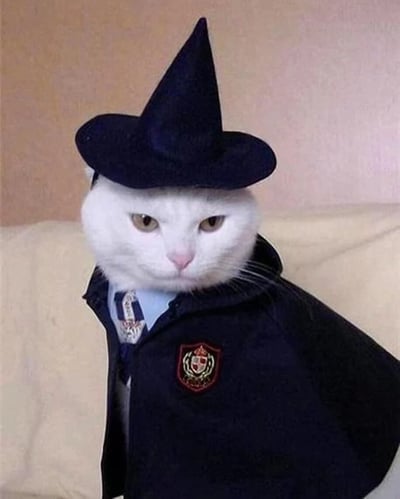 一只雪白的猫咪正襟危坐，头戴深蓝色尖顶巫师帽，身穿配套的巫师斗篷，斗篷左侧还别着一枚精致的徽章。猫咪眼神锐利，表情严肃，仿佛一位正在执行神秘任务的魔法学徒，可爱的外形与一本正经的神情形成萌系反差萌。