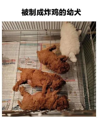 图片展示了四只幼犬，三只棕色幼犬仰躺在金属网格上，姿势酷似被摆放好的炸鸡，一只白色幼犬趴在网格边缘，上方配有文字“被制成炸鸡的幼犬”，是利用幼犬的躺卧姿势制造的视觉玩梗，将可爱的宠物睡姿与炸鸡的形态关联，营造出搞笑的效果，凸显出幼犬的可爱与慵懒。