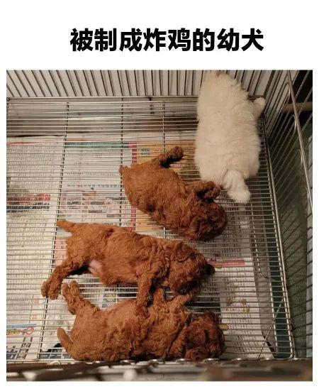 棕色幼犬