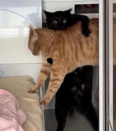 画面中一只黑猫站在地面，前爪搭在橘猫的背上，橘猫前爪扒在床边，身体悬空，看起来像是被黑猫控制住。巧合的是橘猫背部有一块黑色毛发，和黑猫的爪子位置完美重合，形成了黑猫爪子穿过橘猫身体的视觉错觉，让这个猫咪互动的日常场景显得格外滑稽搞笑，充满了趣味感。