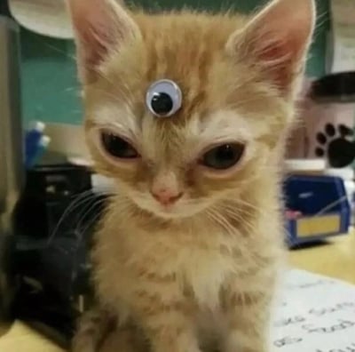 一只橘色的小奶猫，额头正中央被贴上了一个塑料眼珠贴纸，形成了类似第三只眼的滑稽效果。小猫本身有着大大的眼睛和略带无辜的表情，与额头上突兀的假眼珠形成有趣对比。背景是模糊的室内环境，隐约可见一些家具和物品。
