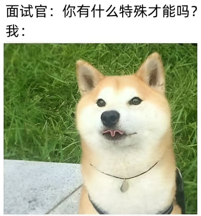 图片上方配有文字“面试官：你有什么特殊才能吗？我：”，下方是一只柴犬的照片。柴犬站在绿色草地上，耳朵竖起，眼睛直视前方，舌头微微吐出，表情平静自然。通过文字与柴犬形象的结合，幽默地表达了面对面试官询问特殊才能时“我”的状态，带有自嘲和轻松的意味。