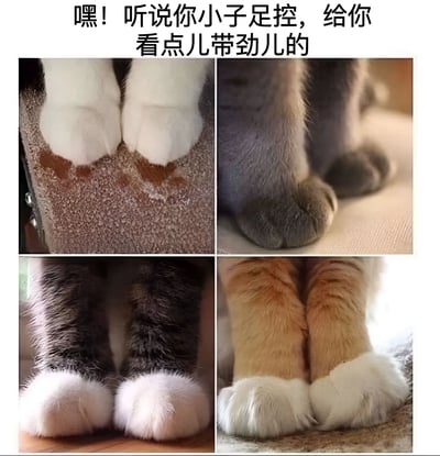 图片上方配有文字“嘿！听说你小子足控，给你看点儿带劲儿的”，下方是四张猫咪爪子的特写照片拼接而成。四张图片分别展示了不同颜色猫咪的爪子：左上角是白色爪子踩在带有颗粒感的棕色表面上，右上角是灰色猫咪的爪子放在浅色布料上，左下角是黑白相间的猫咪爪子，右下角是橘白相间的猫咪爪子，每张照片都突出了猫咪肉垫的柔软质感，整体风格可爱有趣，通过“足控”这一网络用语调侃喜欢猫咪爪子的趣味心理。