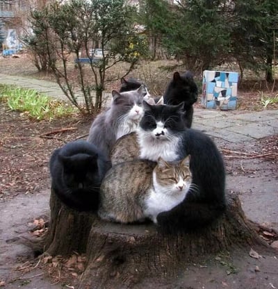 照片中一群猫咪挤在一个树桩上休息，共有五只左右，毛色各异：有纯黑色、灰色长毛、虎斑色以及黑白相间的。它们姿态放松，有的闭眼打盹，有的侧头望向一旁，彼此依偎在一起，画面十分和谐。背景是户外公园般的环境，有低矮的灌木、散落的枯叶和远处一个彩色马赛克瓷砖拼成的小装饰物，整体氛围温暖治愈，充满了生活气息。