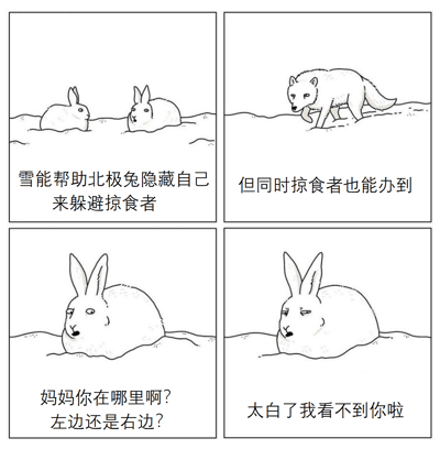 四格连环漫画描绘北极兔的雪地生存趣事：第一格两只北极兔卧于雪地，配文“雪能帮助北极兔隐藏自己来躲避掠食者”；第二格一只北极狼现身，文字“但同时掠食者也能办到”；第三格单只北极兔抬头困惑询问“妈妈你在哪里啊？左边还是右边？”；第四格另一只北极兔无奈回应“太白了我看不到你啦”。通过雪地白色环境让北极兔既能躲避天敌又导致同类互不见的反差，营造幽默效果。