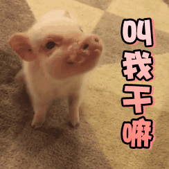 小奶猪歪头杀：叫我干嘛呀~