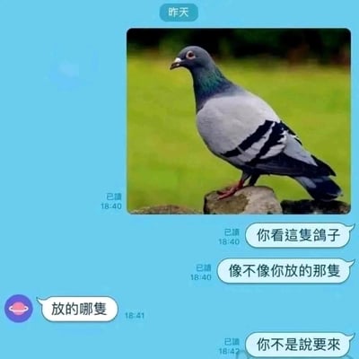 这是一张即时通讯软件的聊天记录截图，背景为浅蓝色。发送方首先发送了一只站在石块上的灰鸽子实拍图片，随后连续发送两条消息：“你看這隻鴿子”“像不像你放的那隻”，这里运用了网络流行的“放鸽子”谐音梗，指代对方爽约的行为；接收方回复“放的哪隻”，表现出疑惑；发送方紧接着回复“你不是說要來”，点出对方之前答应前来却未兑现的爽约事实，用幽默的方式调侃对方的爽约行为，对话中的消息均标注“已读”和对应的发送时间。