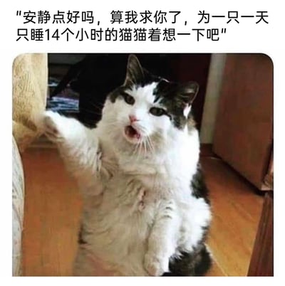 这是一张文字加注的静态宠物表情包，图中是一只黑白花色的胖猫，它坐在木质地板上，嘴巴大张，表情烦躁又带着恳求意味，一只前爪抬起，仿佛在阻止对方制造噪音。图片上方配有文字：“安静点好吗，算我求你了，为一只一天只睡14个小时的猫猫着想一下吧”。该图利用猫咪天生嗜睡、日常睡眠时间较长的特点，用“只睡14小时”这种反差感制造幽默效果，以猫咪的视角吐槽，表达想要安静环境休息的诉求，风格搞笑诙谐，适合用来在社交场景中表达自己需要安静、渴望休息的心情。