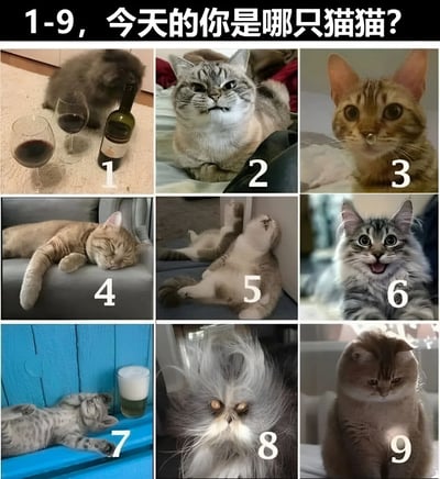 这是一张九宫格形式的猫咪主题图片，上方配有黑色背景白色文字“1-9，今天的你是哪只猫猫?”。图片被分为3x3共9个方格，每个方格中都有一只姿态和表情各异的猫咪，并标注了1到9的数字。具体来看：1号猫咪趴在酒瓶和两个红酒杯旁，显得慵懒；2号猫咪皱眉躺着，表情不爽；3号猫咪戴着鼻环，大眼睛瞪视前方；4号猫咪在沙发上蜷缩睡觉；5号猫咪仰卧伸展身体；6号猫咪张嘴瞪大双眼，表情震惊；7号猫咪躺在蓝色木板上，旁边有一杯啤酒；8号猫咪毛发凌乱，眼神迷茫；9号猫咪坐着沐浴在阳光中，表情平静。整体通过不同猫咪的状态，让观众对号入座，表达当天的心情状态。