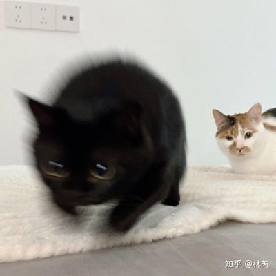 画面中，一只黑猫因拍摄抖动或快速动作变得整体模糊，还被P上了半耷拉的拟人化眉毛，看起来一脸生无可恋、懵圈又无奈；右侧的三花猫则安静坐着，一脸平静地看向镜头，像个淡定的吃瓜群众。背景是室内白墙与插座，猫咪们趴在柔软的垫子上，一动一静、一懵一淡定的强烈对比，让画面充满搞笑感，很适合用来表达自己犯懵、无奈的情绪。