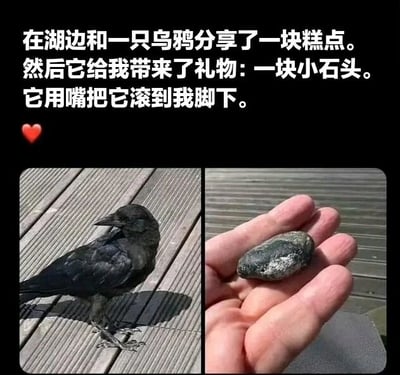 图片由上下两部分组成，上方为文字描述：'在湖边和一只乌鸦分享了一块糕点。然后它给我带来了礼物：一块小石头。它用嘴把它滚到我脚下。'并配有红色爱心表情；下方是两张并排的照片，左侧为一只黑色乌鸦站立在木质地板上，右侧为一只手捧着一块带有白色斑点的小石头。整体展现了人与乌鸦之间温馨的互动故事，乌鸦在收到糕点后以小石头作为回礼，充满治愈感。