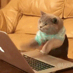 穿毛衣的猫咪疯狂敲击笔记本电脑键盘