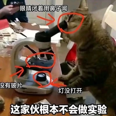这是一张趣味宠物梗图，画面主体是一只狸花猫，它趴在桌子上，前爪搭着桌面，凑在一台显微镜前，做出正在做实验的姿态。但图中用红色箭头和圆圈标注出了三处“错误”：猫咪闭着眼睛用鼻子凑在显微镜目镜位置，显微镜载物台上没有放置玻片，显微镜底部的光源灯也没有打开，最后用大字配文“这家伙根本不会做实验”，以拟人化的方式调侃猫咪装模作样的搞笑模样，充满了反差感和趣味性。