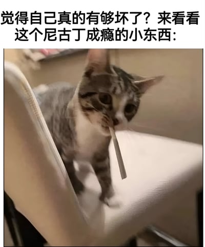 一张幽默梗图，上方配有文字“觉得自己真的有够坏了？来看看这个尼古丁成瘾的小东西：”，下方是一只虎斑猫站在椅子上，嘴里叼着一根香烟，表情专注，仿佛在模仿人类吸烟的样子。图片通过将动物拟人化，制造出滑稽有趣的效果。