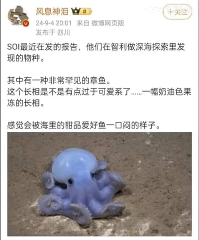 微博用户“风息神泪”发布的帖子，内容为分享SOI在智利深海探索中发现的罕见章鱼。帖子文字描述该章鱼长相“过于可爱系”，像“奶油色果冻”，并幽默调侃“感觉会被海里的甜品爱好鱼一口闷”。配图为该章鱼的实拍照片，呈现出淡蓝色/紫色，体型小巧，趴在海底沙地上。