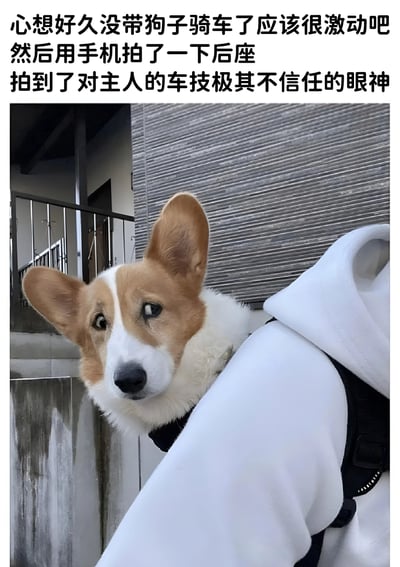 图片展示了一只柯基犬被主人背着骑自行车的场景。柯基犬有着大大的耳朵和怀疑的眼神，似乎对主人的骑车技术不太信任。图片上方配有文字说明：'心想好久没带狗子骑车了应该很激动吧 然后用手机拍了一下后座 拍到了对主人的车技极其不信任的眼神'，描述了主人本以为狗狗会很激动，却拍到它怀疑眼神的有趣反差。