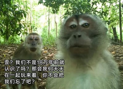 这是一张经过文字加注的野生猕猴原始拍摄图，画面呈现了林间地面场景，背景是茂密的树林。画面中有两只猕猴，右侧的猕猴距离镜头更近，表情看起来疑惑又带着认真感，直视镜头；左侧的猕猴在稍后方位置，眼神同样直视镜头，表情略带惊讶。图中添加的文字以猴子的口吻说道：“歪？我们不是18万年前就认识了吗？那会我们天天在一起玩来着，你不会把我们忘了吧？”，该内容利用人类与猴子在进化史上的渊源玩梗，以幽默的方式调侃人类的进化起源，营造出一种老友重逢担心被遗忘的搞笑氛围，适合在社交互动中用来活跃气氛或调侃相关话题。